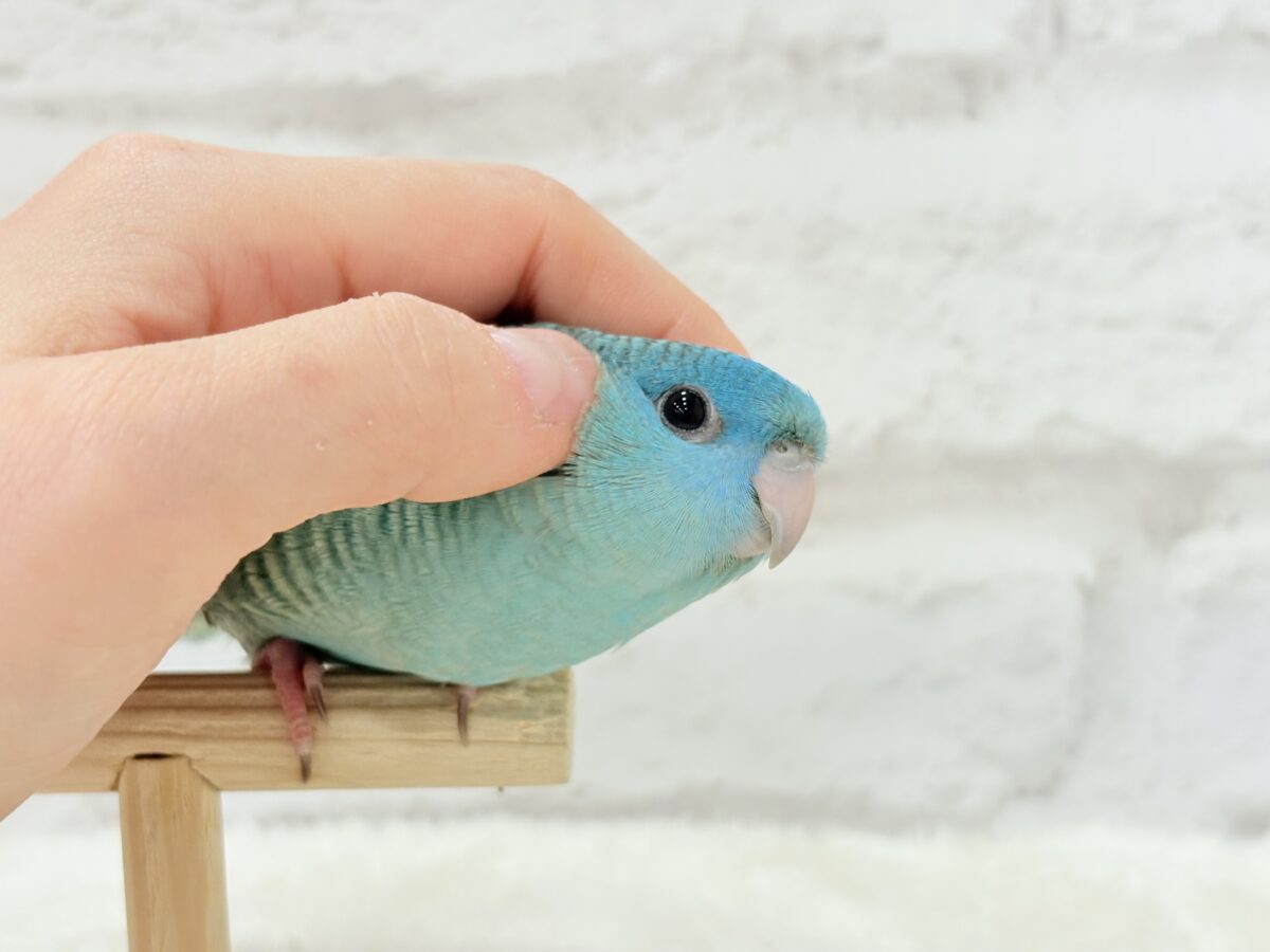 サザナミインコ
