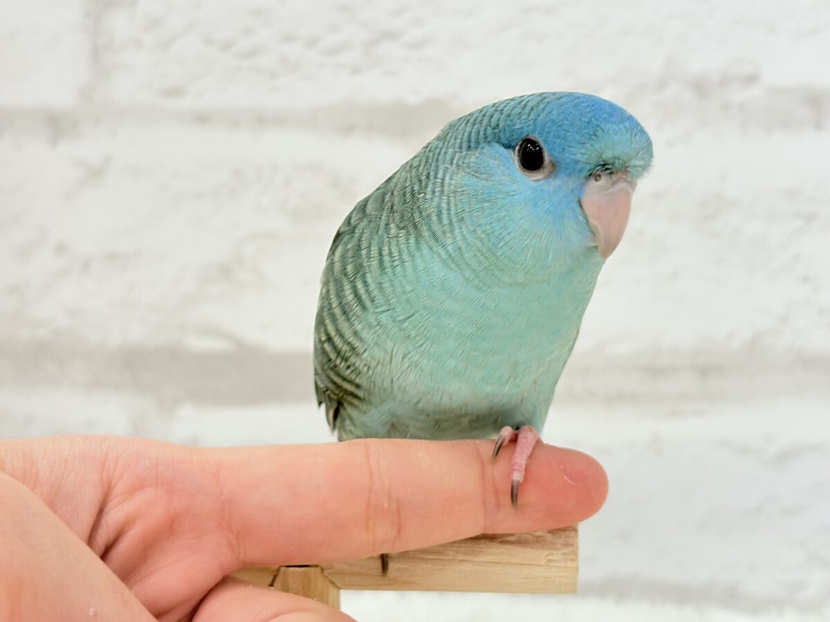サザナミインコ