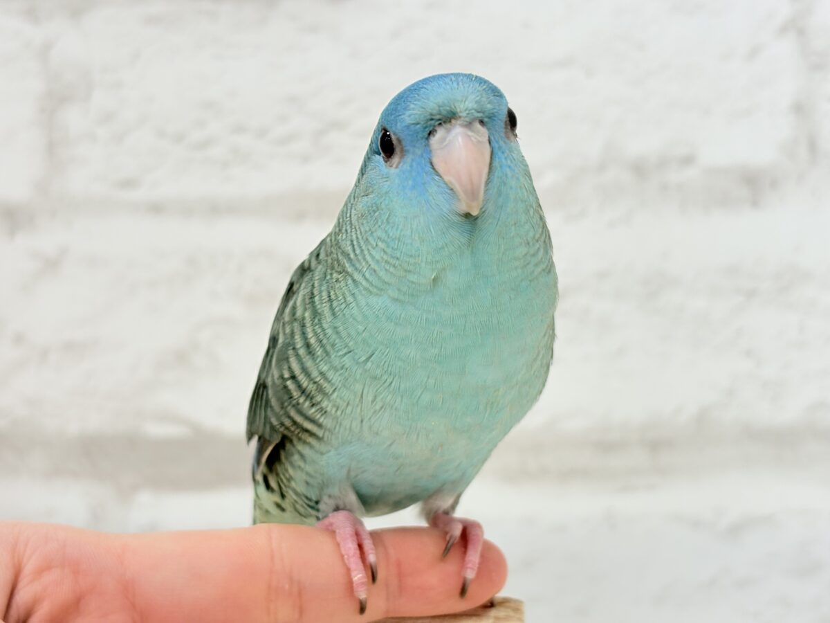 サザナミインコ
