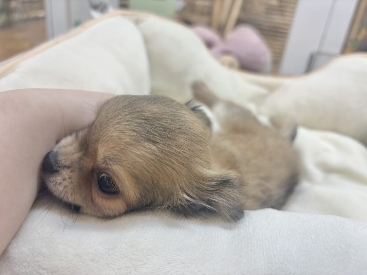 チワワ