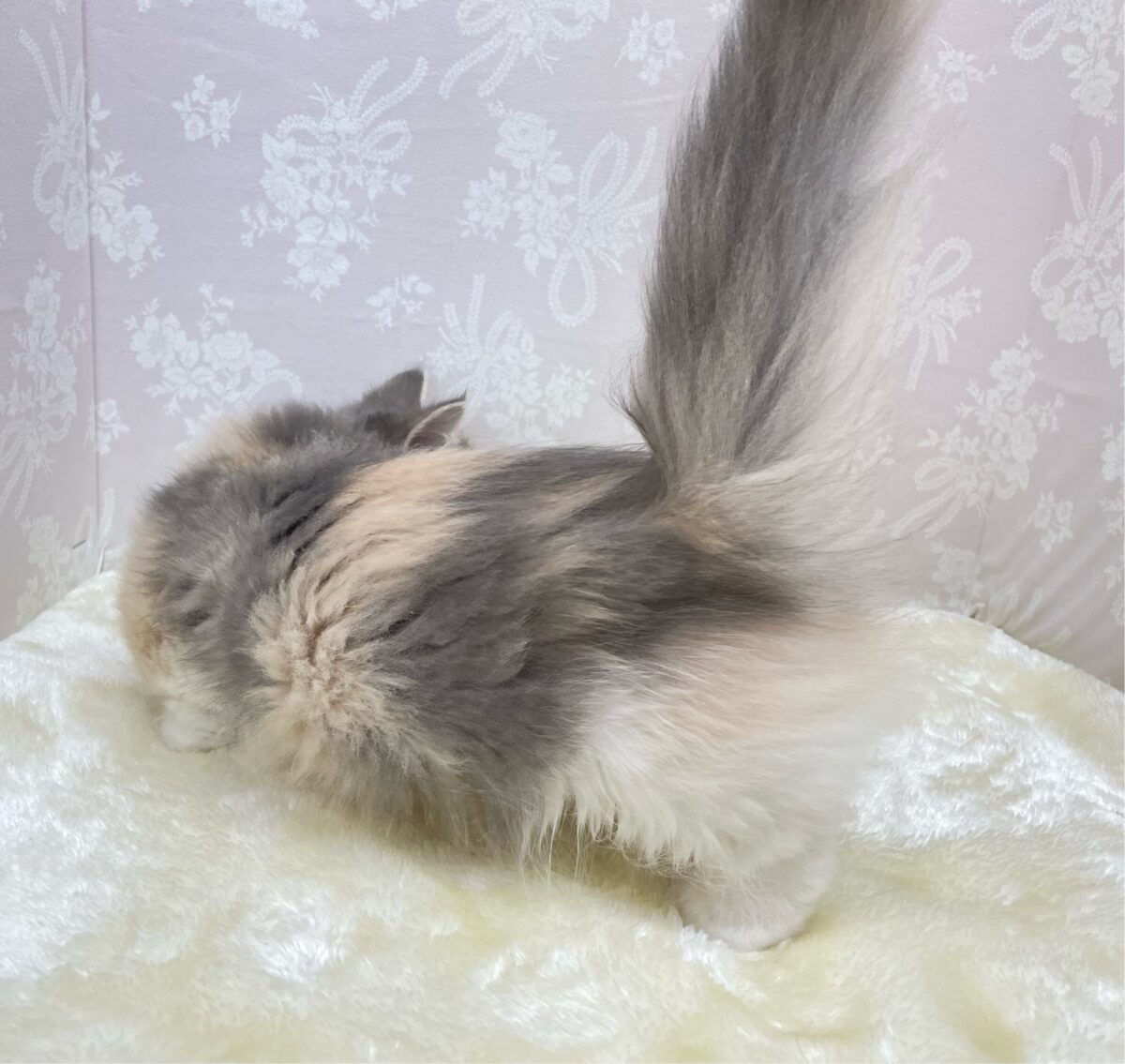 マンチカン