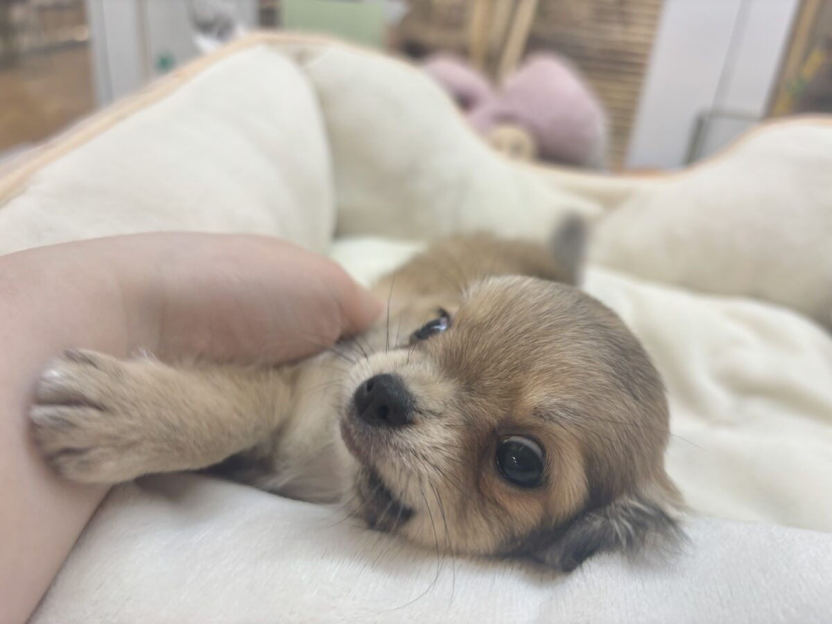 チワワ