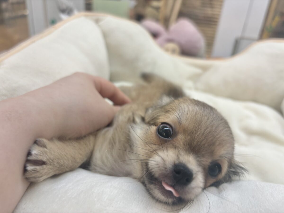 チワワ