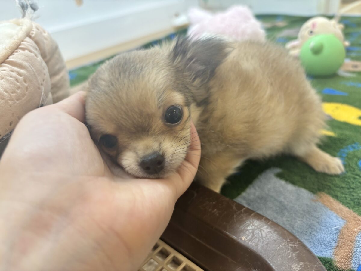 チワワ