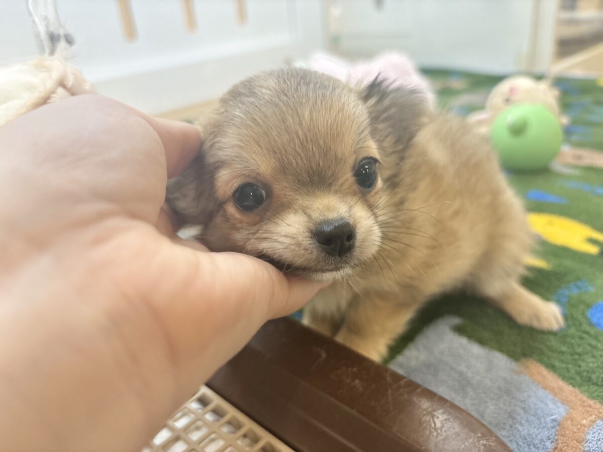 チワワ