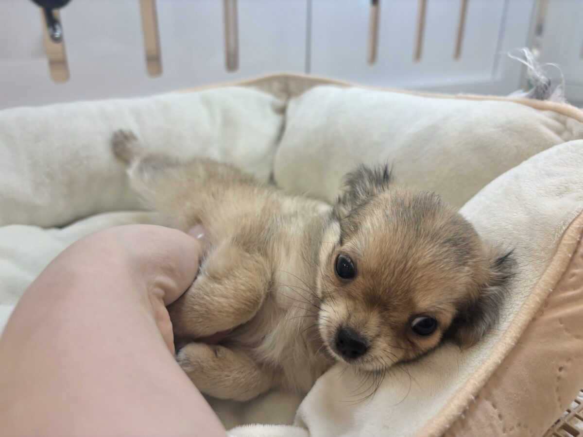 チワワ