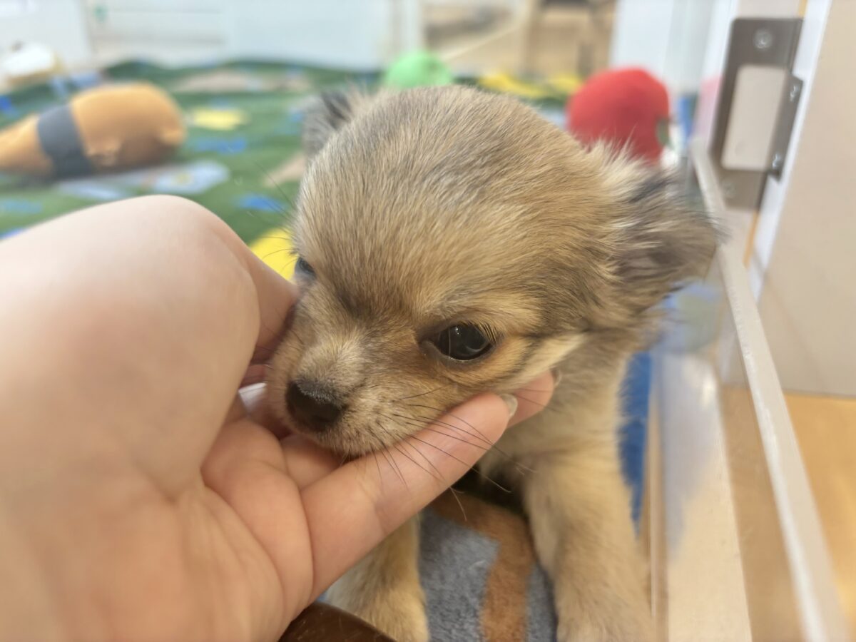 チワワ