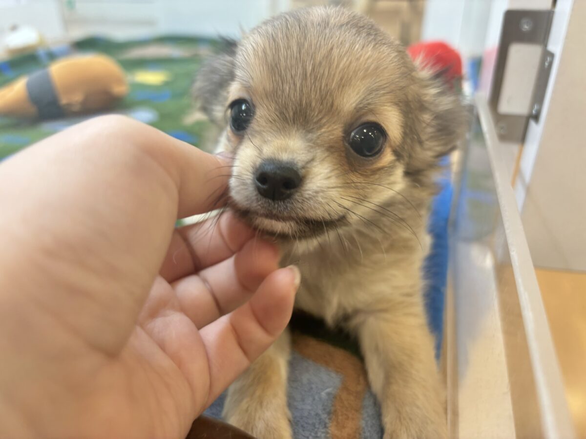 チワワ