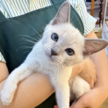 ふみふみが止まりませんっっっ！トンキニーズちゃん🐈