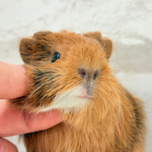 むにむにチョコレート🐹🍫イングリッシュモルモット(男の子)
