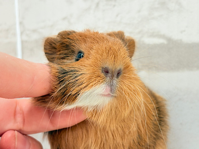 むにむにチョコレート🐹🍫イングリッシュモルモット(男の子)