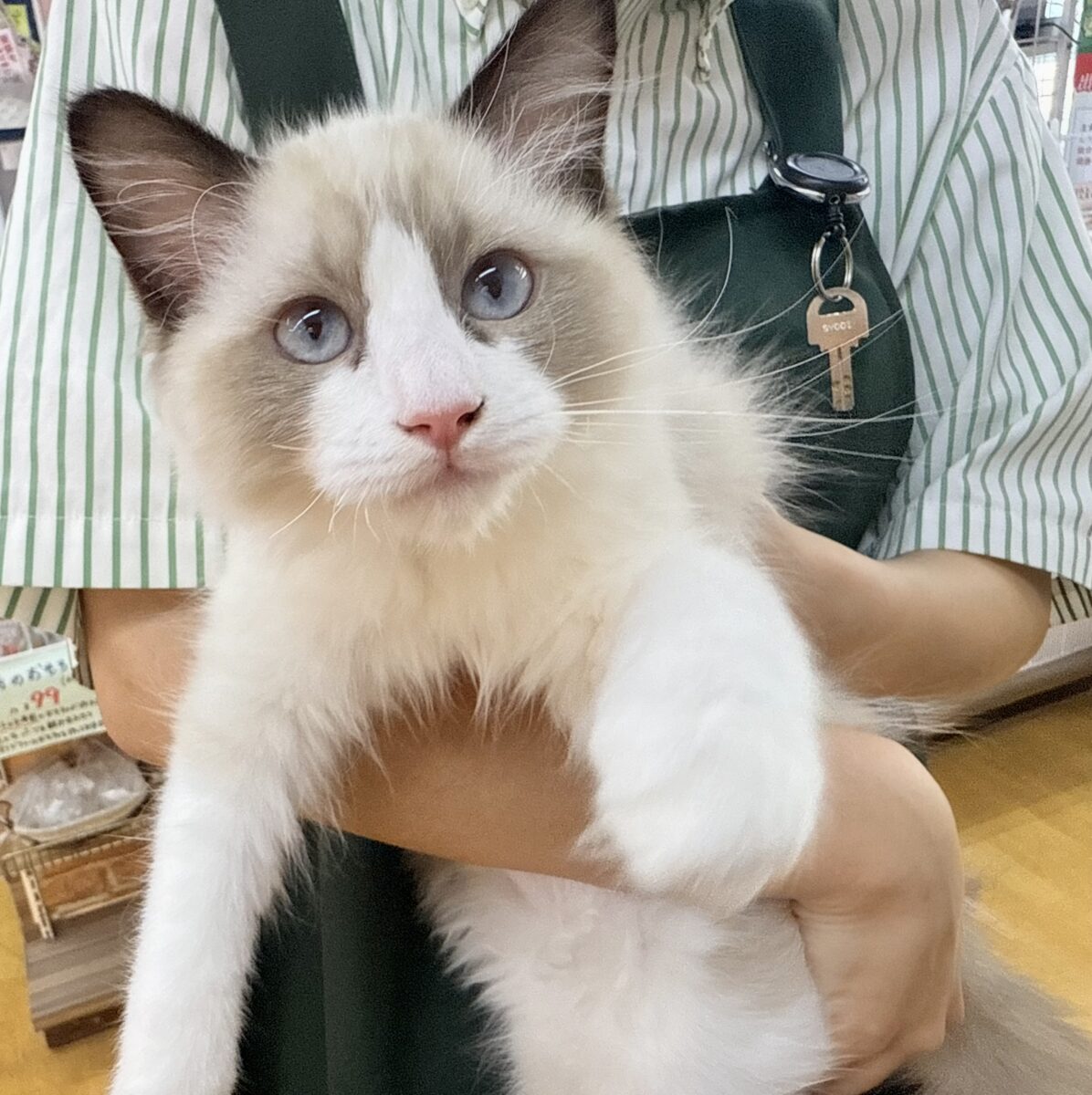 最新📷イケメンにゃんこ！ラグドールくん♡