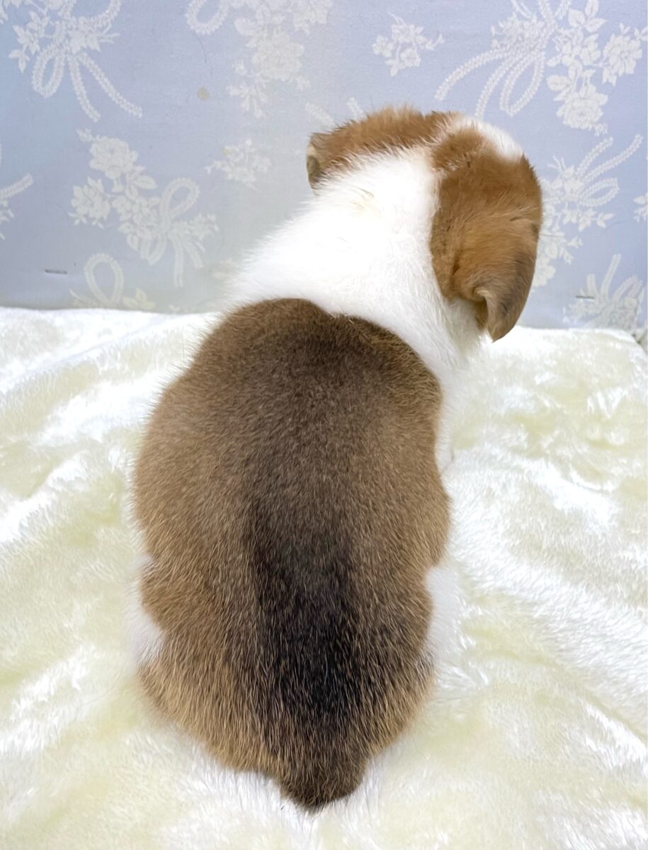 ウェルシュコーギー・ペンブローグ