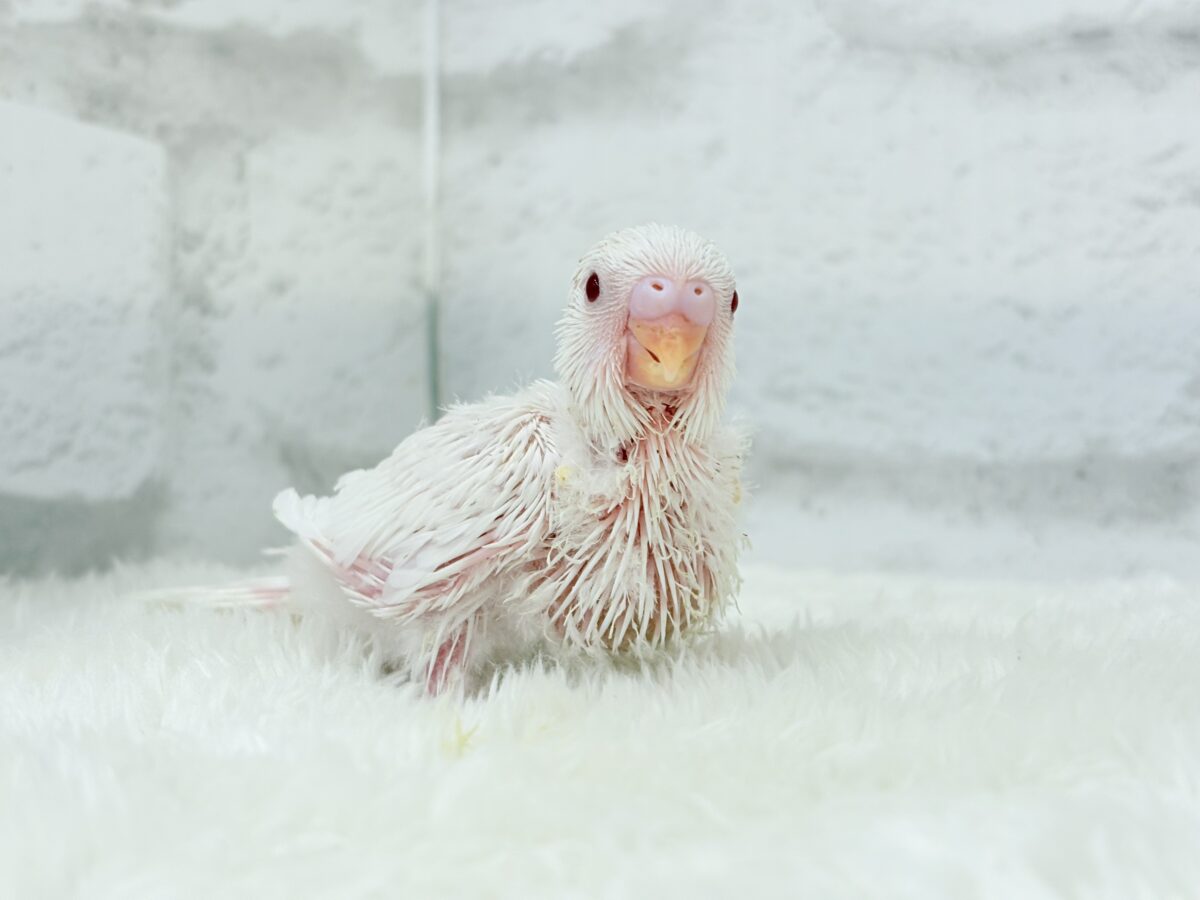 セキセイインコ