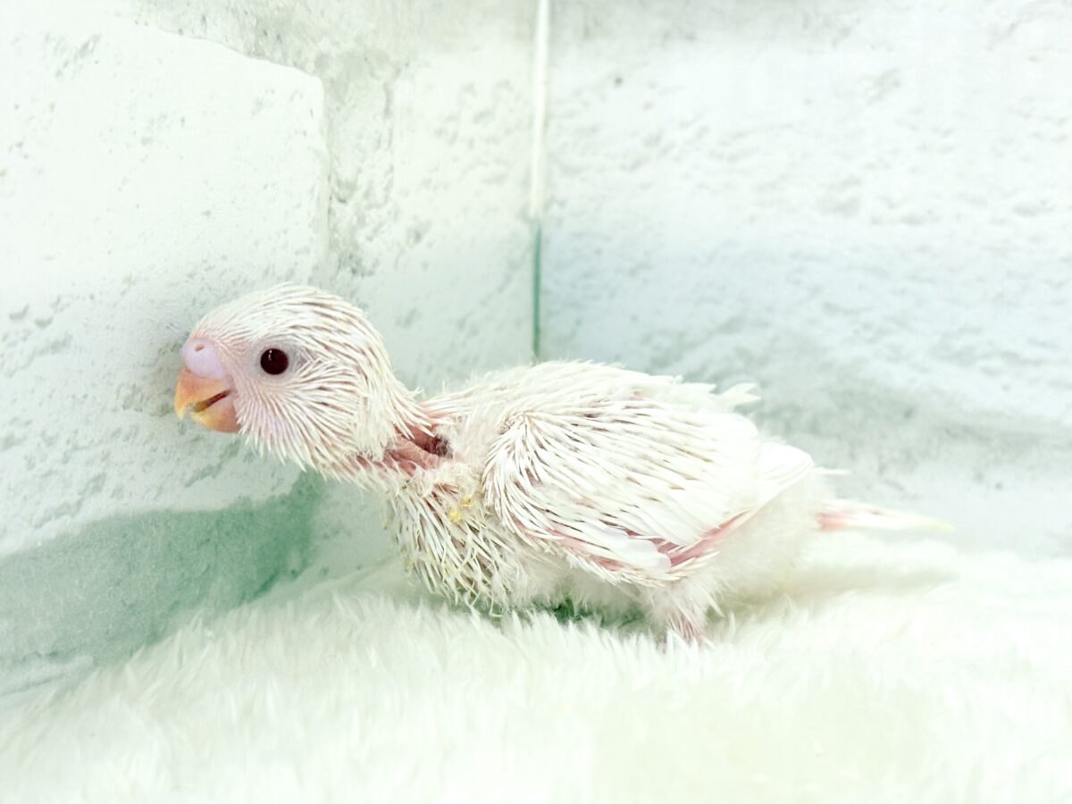 セキセイインコ