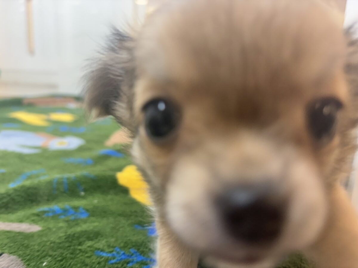 チワワ