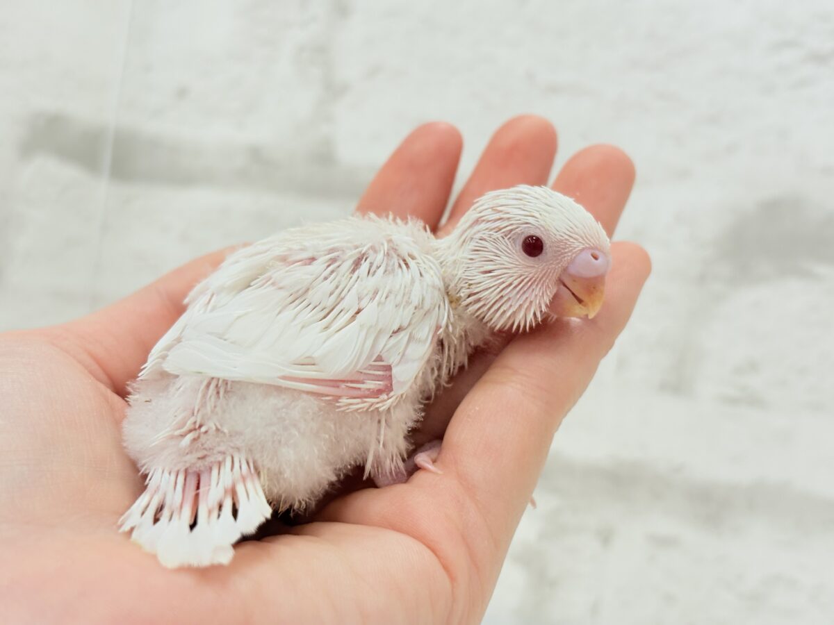 セキセイインコ