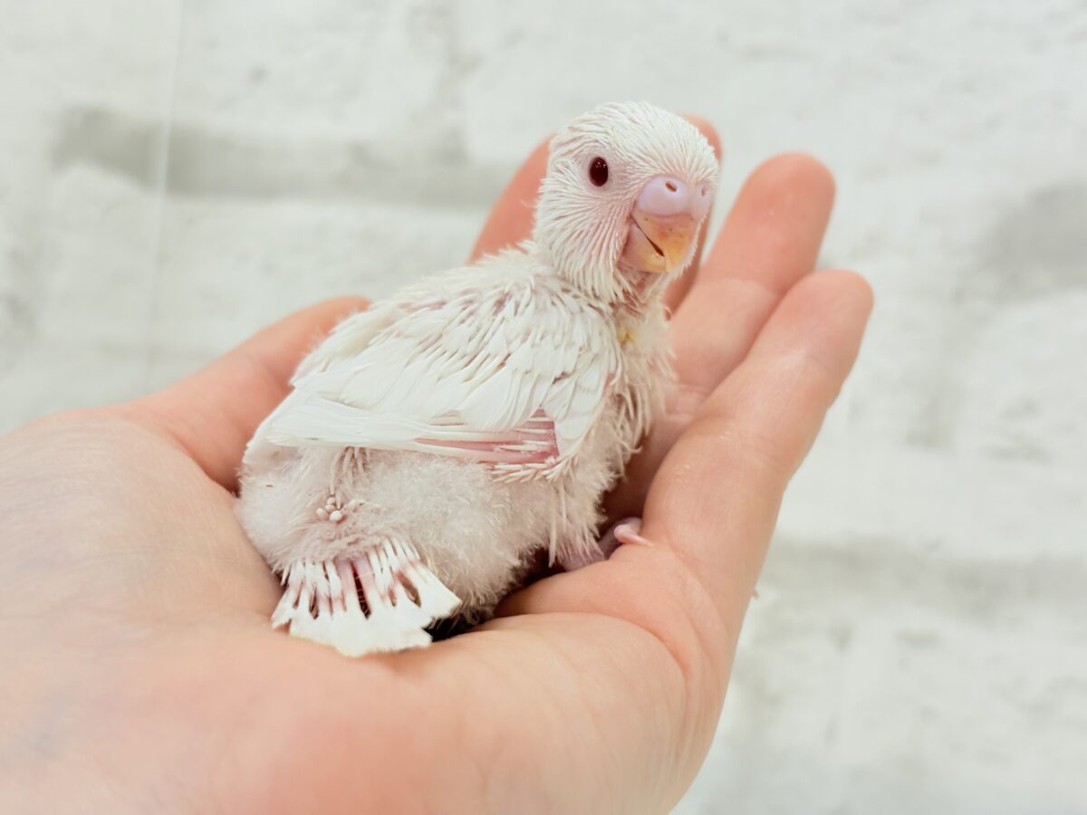 セキセイインコ