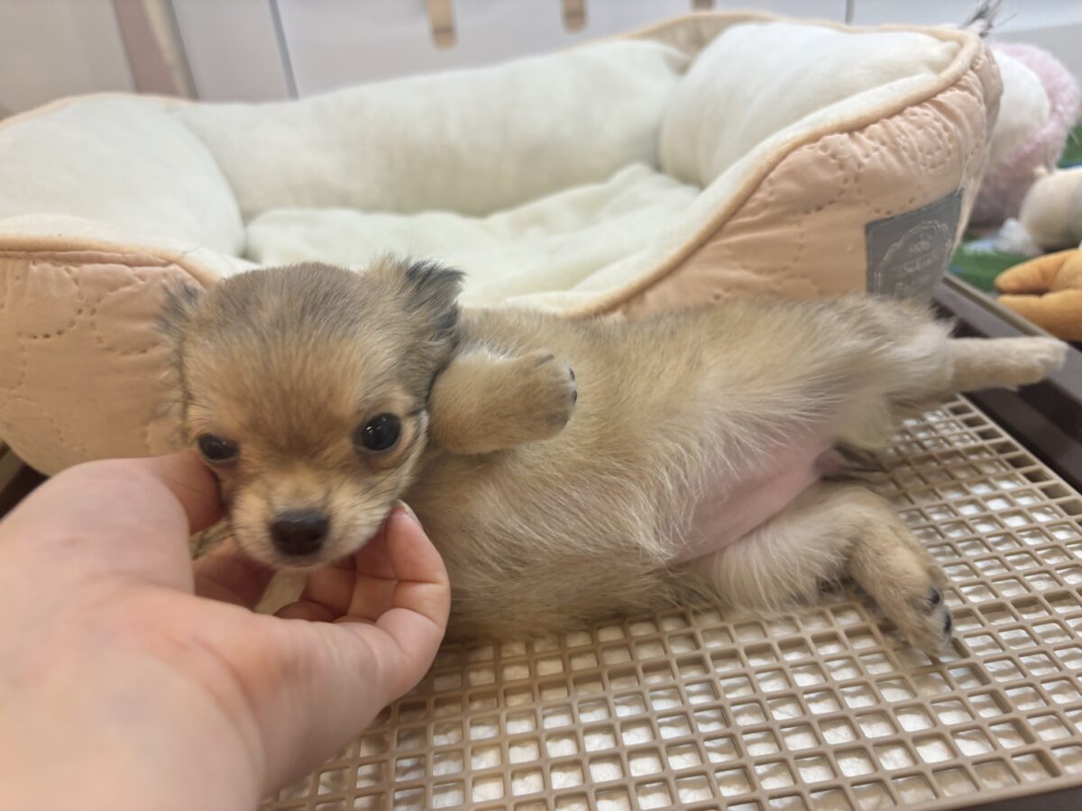 チワワ