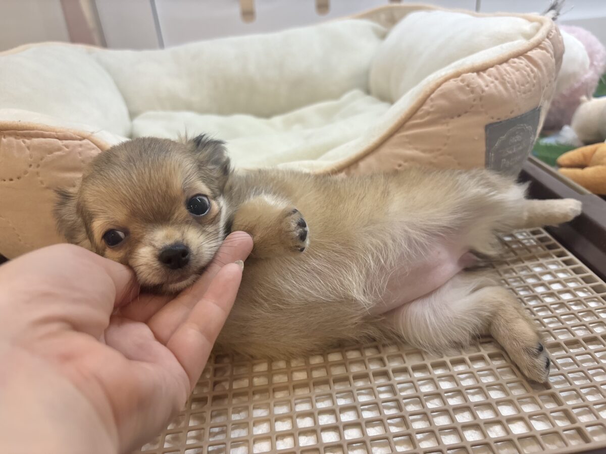 チワワ