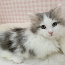 短足が可愛すぎるマンチカンちゃん来ました！！