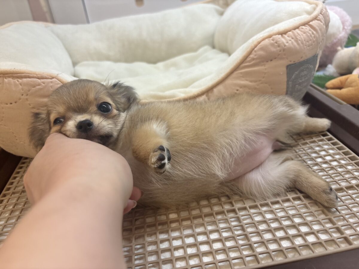 チワワ