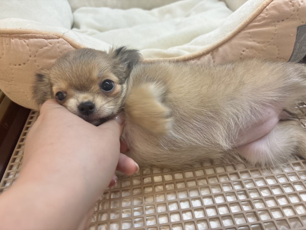 チワワ