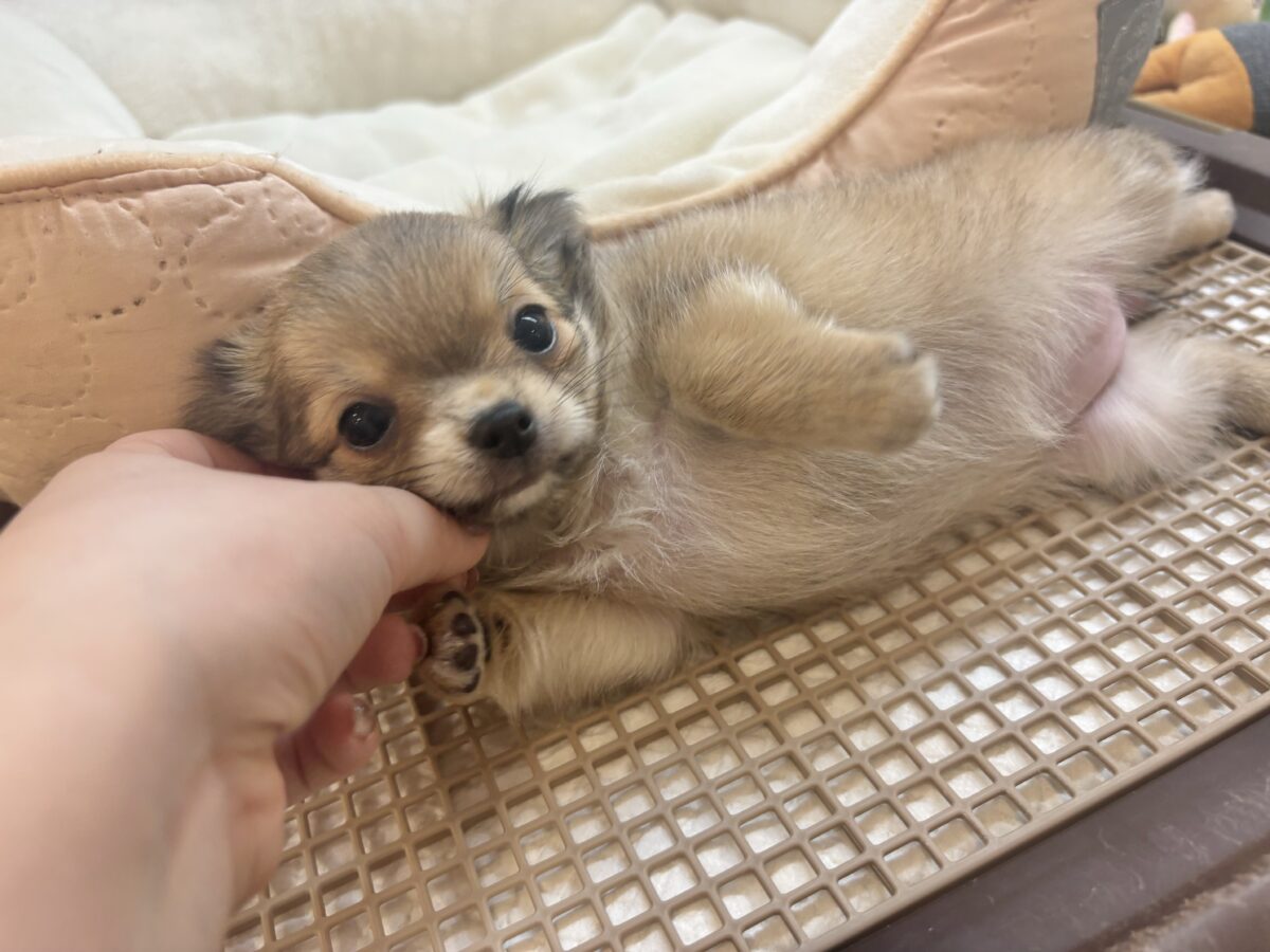 あたちのお腹を堪能してって〜🎶チワワちゃん！