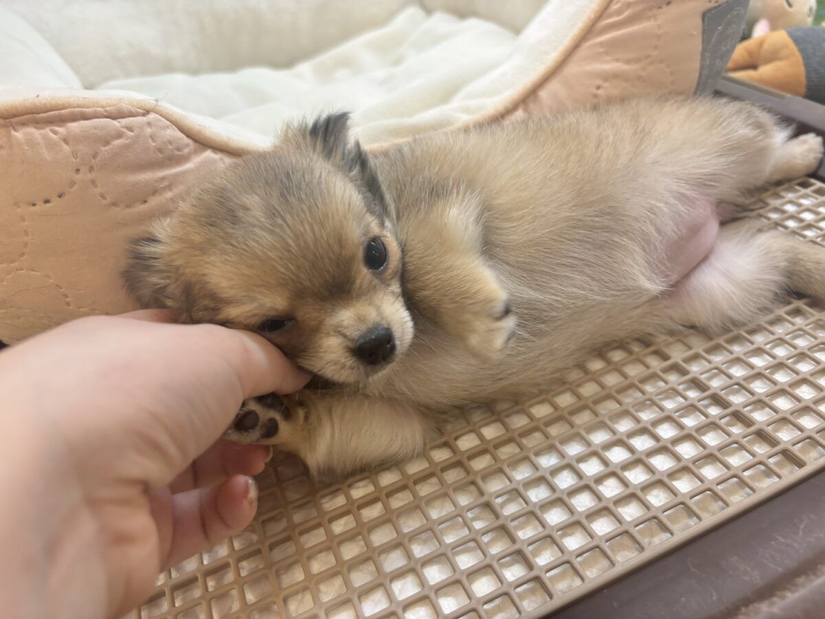 チワワ