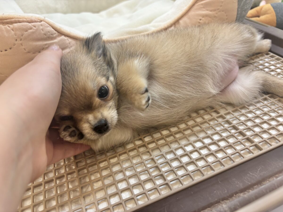 チワワ