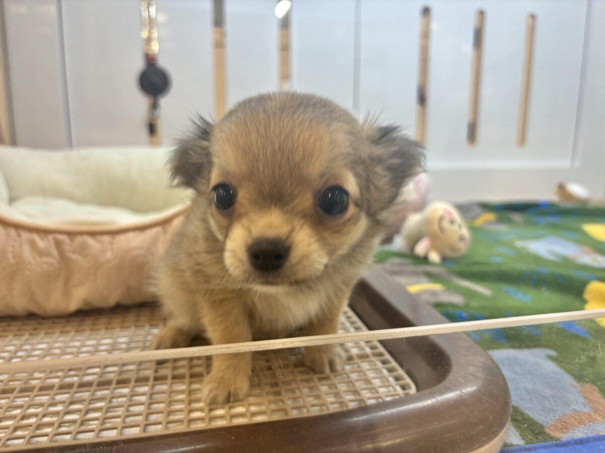 チワワ