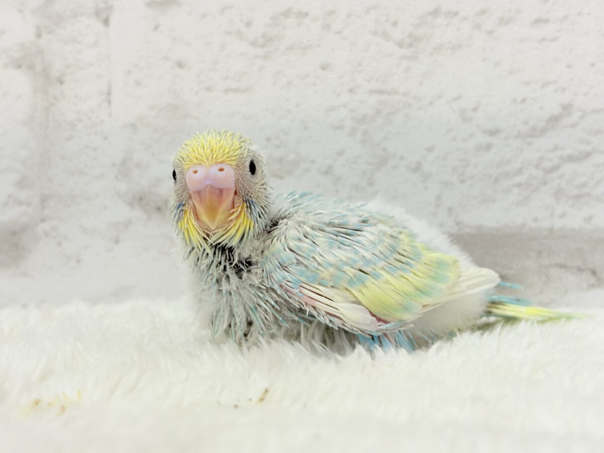 セキセイインコ