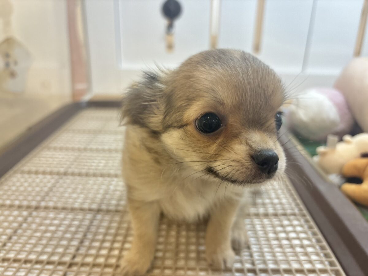 チワワ