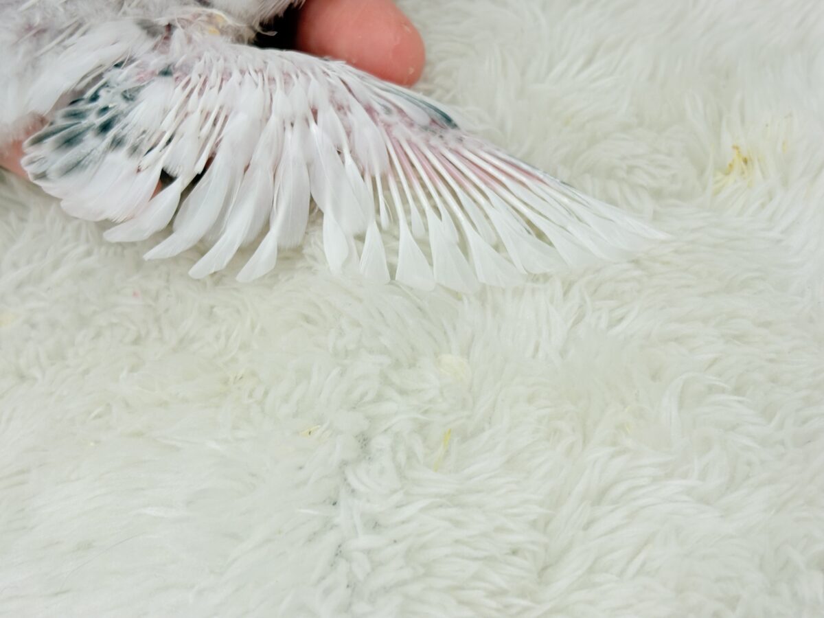 セキセイインコ