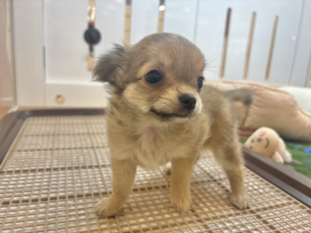 チワワ