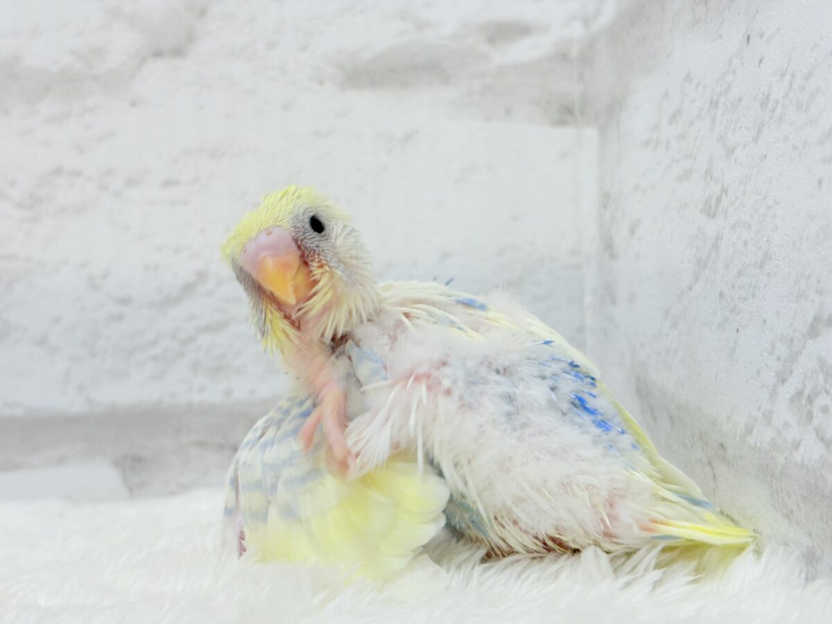 セキセイインコ