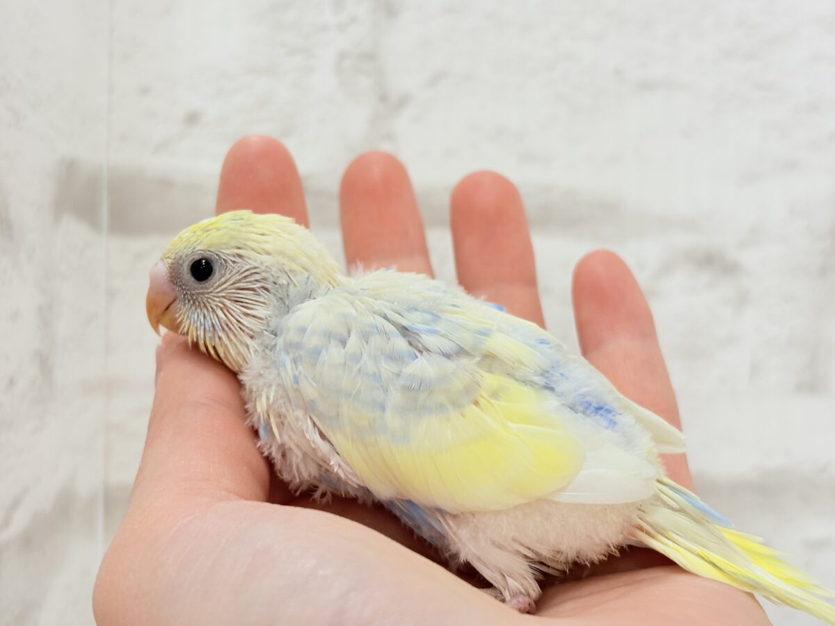 セキセイインコ