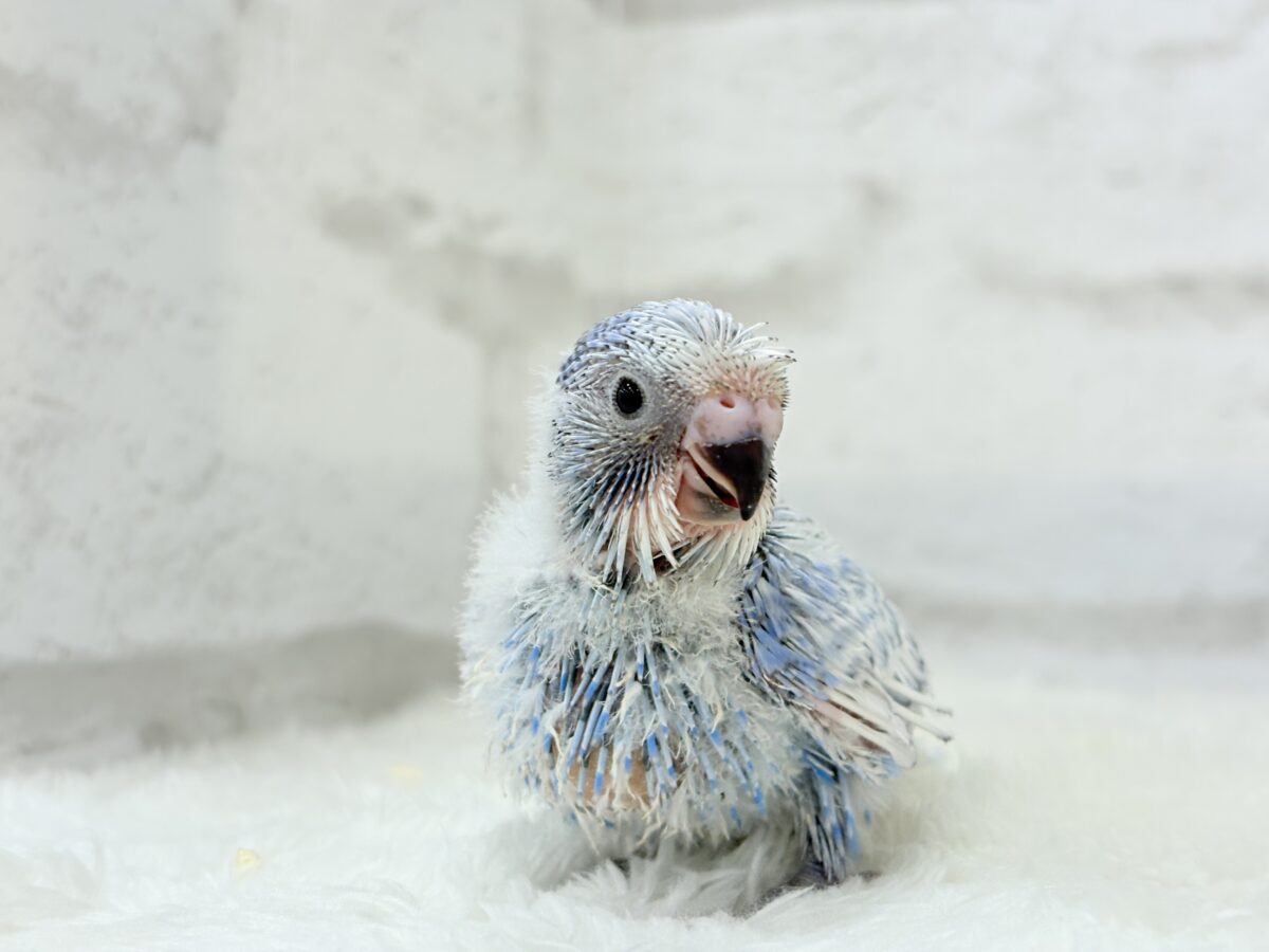 セキセイインコ