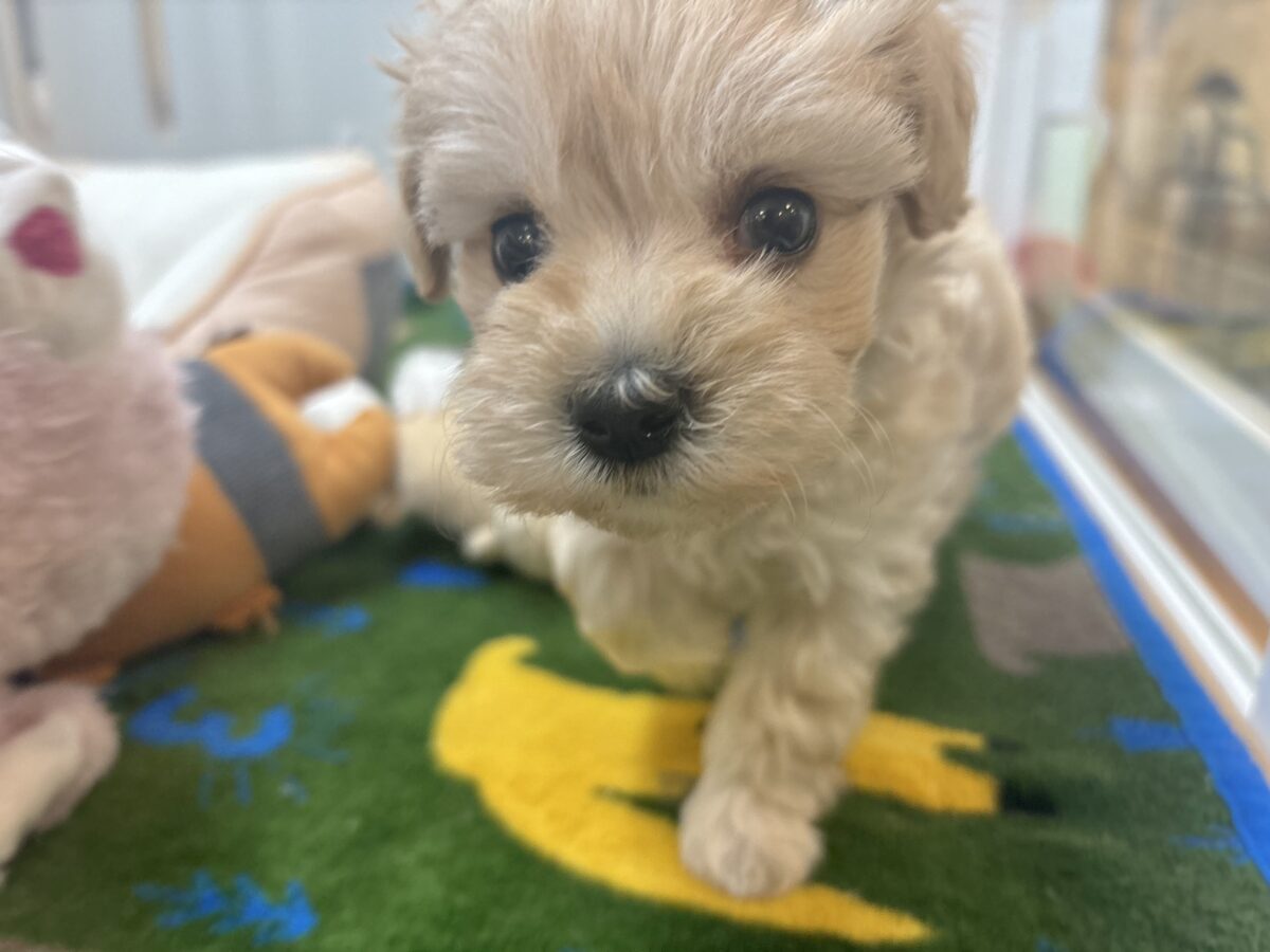 マルプー