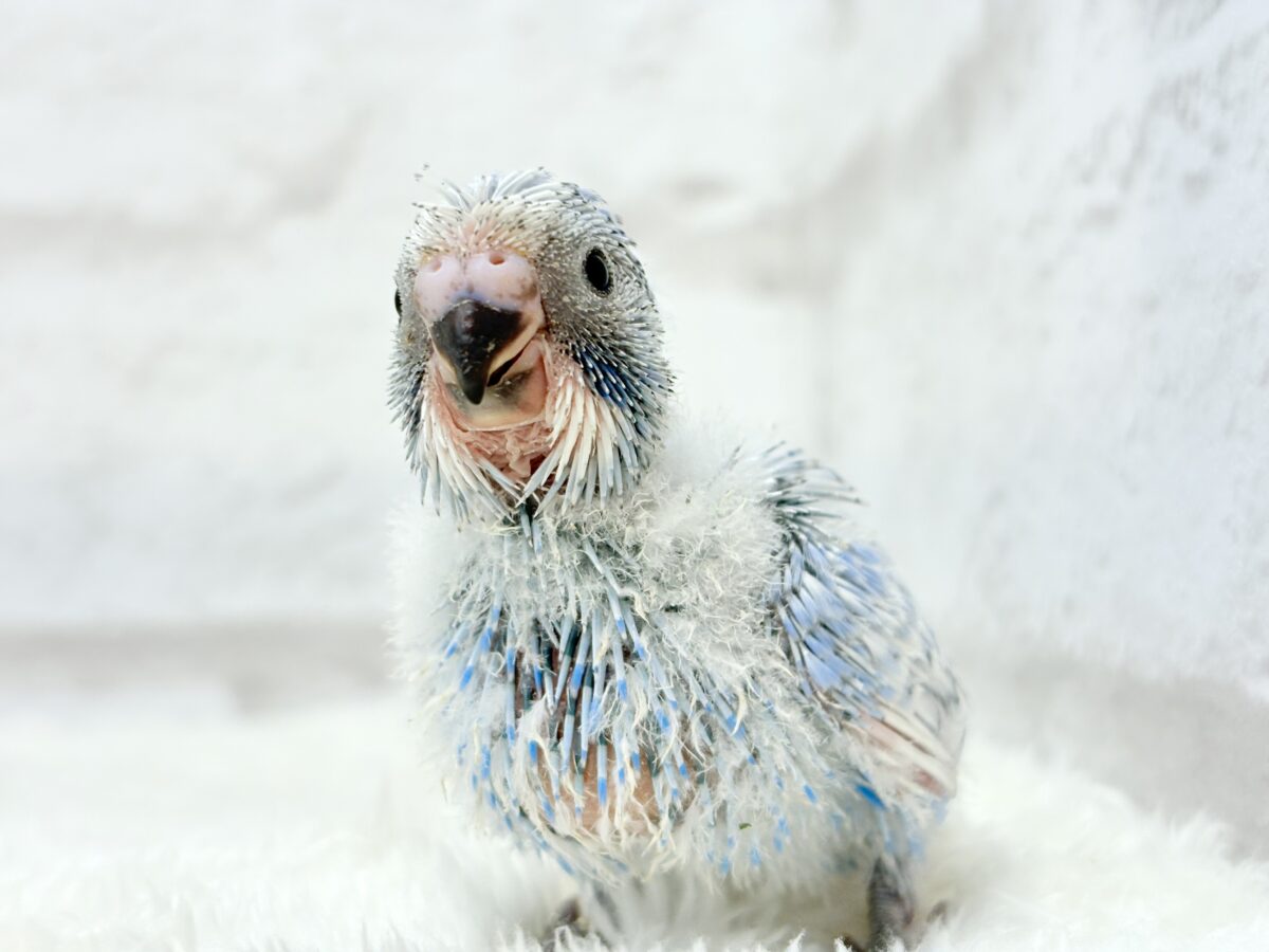 セキセイインコ