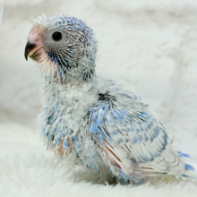 ちょびっとくせ毛がクセになる🐥🫟セキセイインコ(スパングル) ヒナ