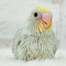 しゅわしゅわっと🍬🫧ラムネちゃん🐥◎セキセイインコ(パステルカラーレインボースパングル) ヒナ