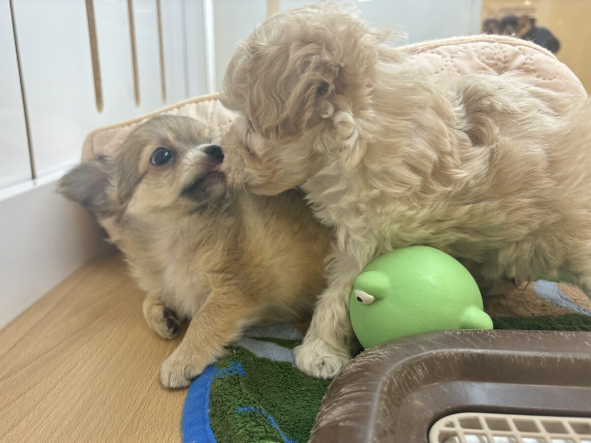マルプー