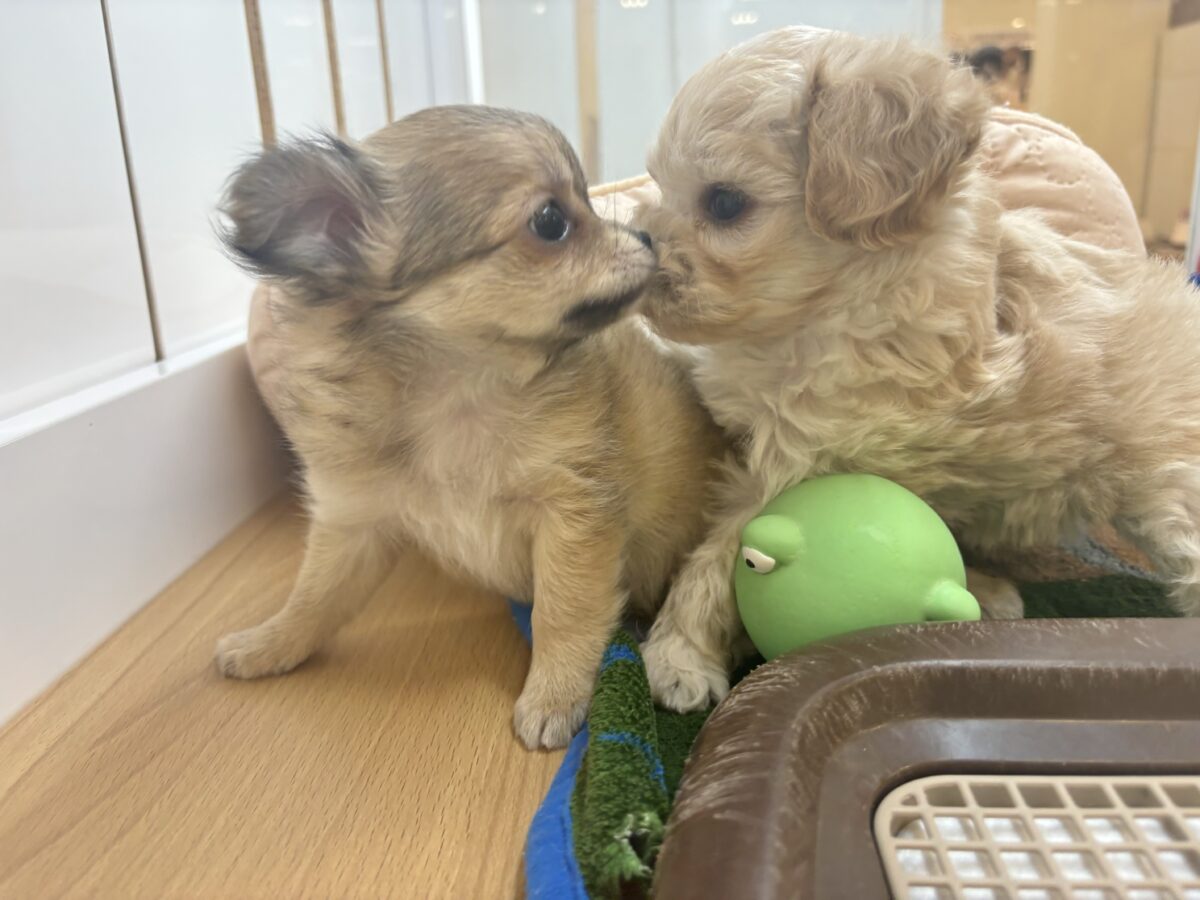 マルプー