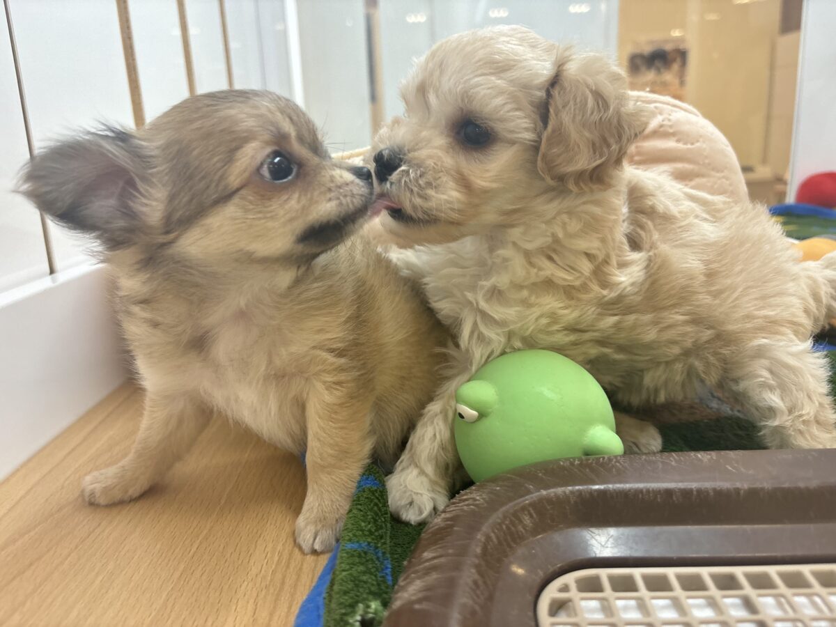 マルプー