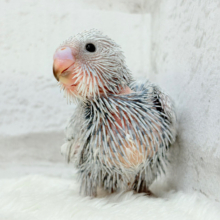 おめめきゅるるんっ🐥🫧プリティーフェイス♥セキセイインコ(スパングル) ヒナ