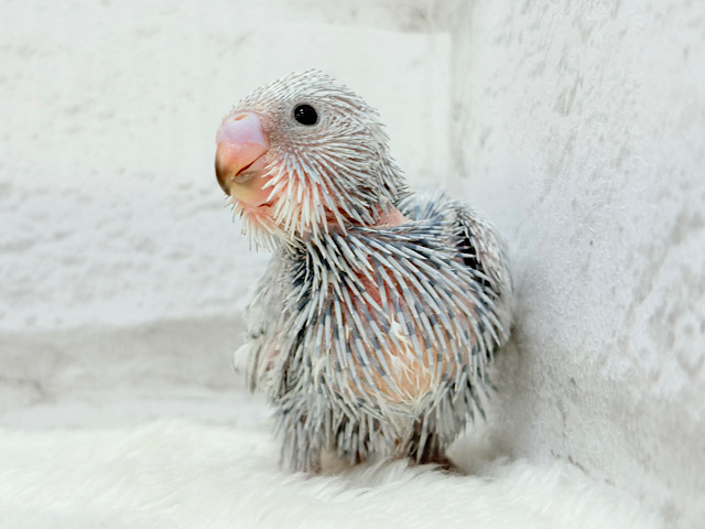 おめめきゅるるんっ🐥🫧プリティーフェイス♥セキセイインコ(スパングル) ヒナ