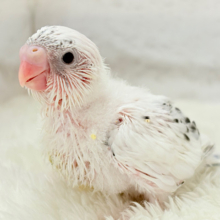季節外れの雪ん子ベイビー☃️♬セキセイインコ(白ハルクイン) ヒナ