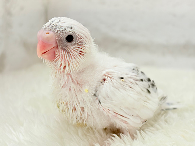 季節外れの雪ん子ベイビー☃️♬セキセイインコ(白ハルクイン) ヒナ