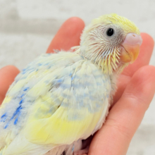 爽やかな色合い🌼お花みたいなカラーの子🐣💛セキセイインコ(パステルレインボーパイド) ヒナ